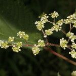 Laportea aestuans Habit