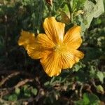Abutilon mauritianum Fleur