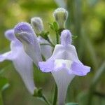 Scutellaria integrifolia 花