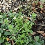 Cardamine flexuosa Celota