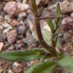 Wahlenbergia lobelioides Leaf