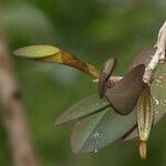 Bulbophyllum hexarhopalon