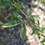 Cleome serrulata Hoja