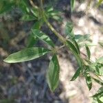 Cleome serrulata 叶