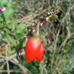 Lycium chinense Fruit