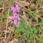 Erica cinereaBloem