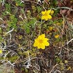 Bidens andicola Blüte