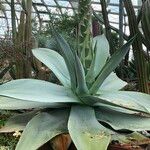 Agave guiengola Hábito