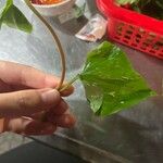 Typhonium blumei 葉