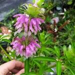 Monarda citriodora Flor