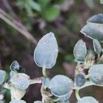 Euphorbia petiolata Leaf