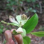 Monodora carolinae Flower