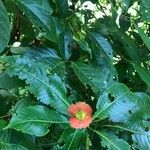 Psychotria elata Цвят