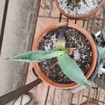 Agave asperrima Leaf