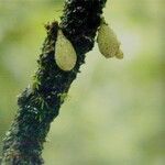 Quararibea pumila Diğer