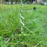 Spiranthes lacera Flower