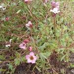 Saxifraga rosacea Blad