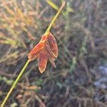 Eragrostis superba Plod