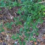 Clinopodium nepeta Habitus