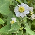 Melampodium leucanthum Květ