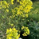 Sinapis alba Flower