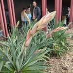 Beschorneria yuccoides 花