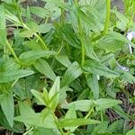 Scutellaria hastifolia Blad