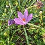 Crocus imperati Цвят