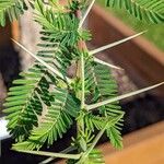 Acacia abyssinica Blad