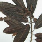 Ficus maroniensis Diğer