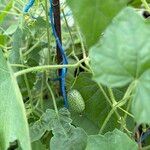 Melothria scabra Fruit