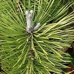 Pinus parviflora फूल