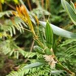 Hakea dactyloides Blad