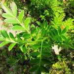 Glycyrrhiza echinata Leaf