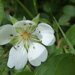 Potentilla montana Flower