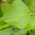 Neustanthus phaseoloides पत्ता