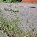 Sisymbrium altissimum Habit