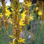 Asphodeline luteaBlüte