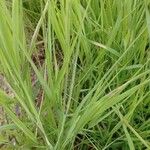 Paspalum virgatum Ліст