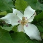 Magnolia macrophylla 花