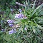 Hyacinthoides hispanica Çiçek
