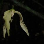 Neostenanthera neurosericea Flower