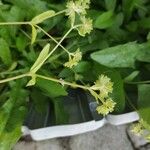 Valerianella eriocarpa Floare