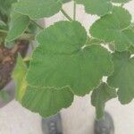 Pelargonium caylae Hoja