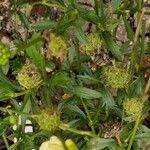 Scabiosa ochroleuca Fruto