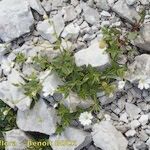 Cerastium carinthiacum Habit