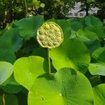 Nelumbo nucifera 葉