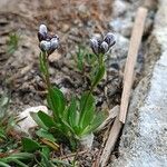 Arabis caerulea Habitus