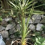 Cordyline indivisa অভ্যাস