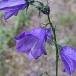 Campanula persicifolia Fiore